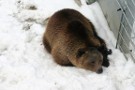 Bear In New Bear Enclosure, Bern